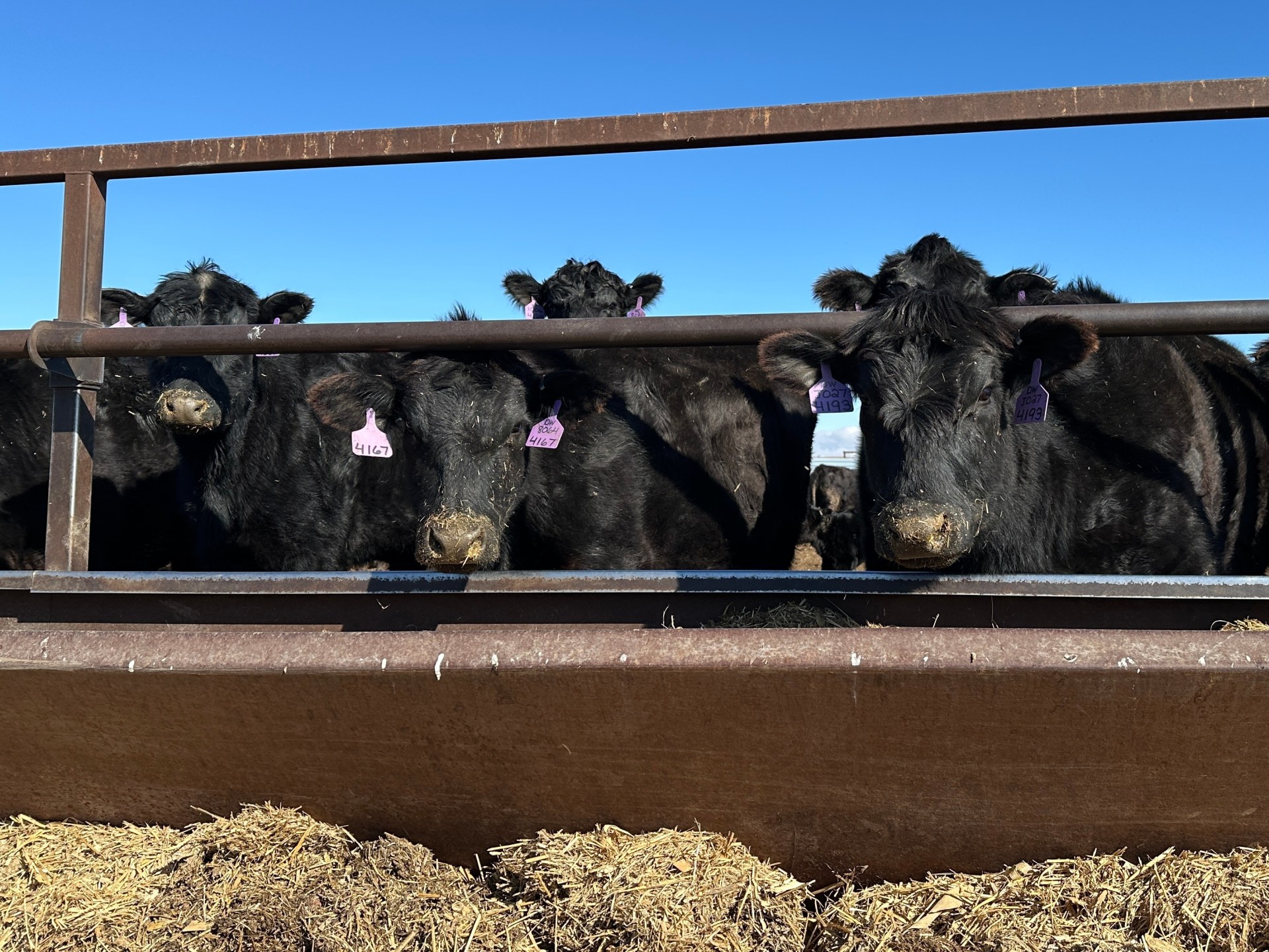 Global Meat Supply Faces Severe Shortage and Production Crisis