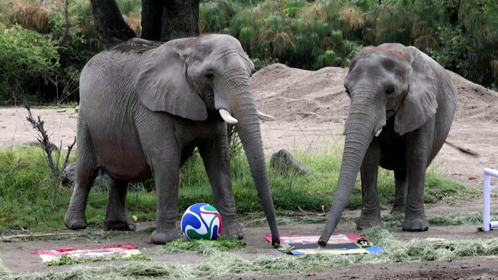 Mexican Zoo Animals Predict World Cup Winners in Unconventional Poll