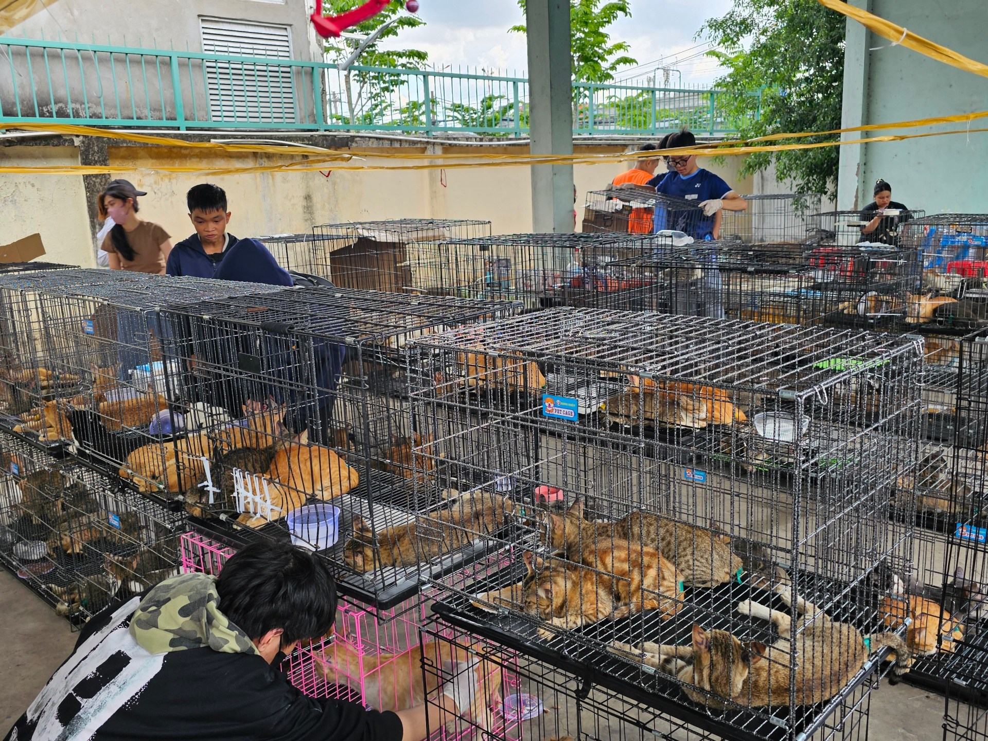 Police in Vietnam Rescue Over 400 Cats from Animal Theft Ring